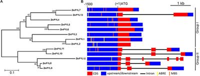 The Maize ABA Receptors ZmPYL8, 9, and 12 Facilitate Plant Drought Resistance